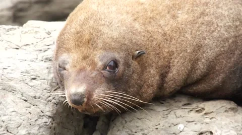 Seal shakes his head Stock Footage 44651894