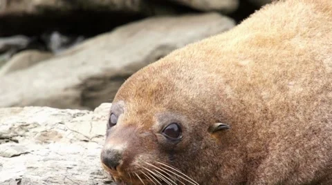 Seal shakes his head Stock Footage 44651944