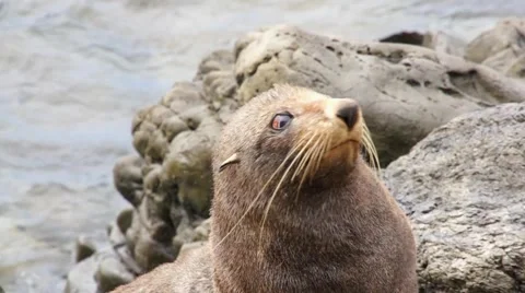 Seal shakes his head Stock Footage 44652136