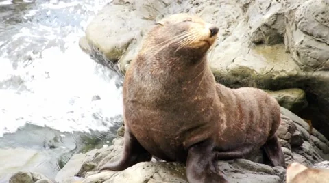 Seal shakes his head Stock Footage 44652271
