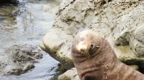 Seal shakes his head Stock Footage 44652307