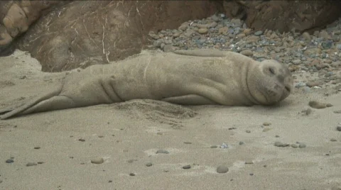 Seal on shore 2 Stock Footage 751371