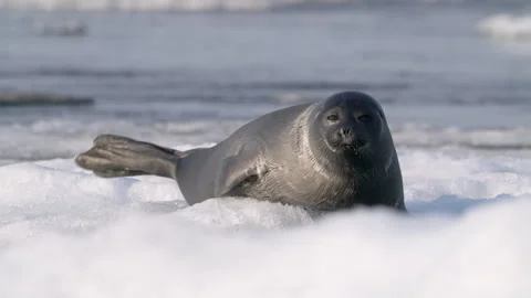 Seal shows funny behavior on white ice floe in the water, and looking around Stock Footage 308778936
