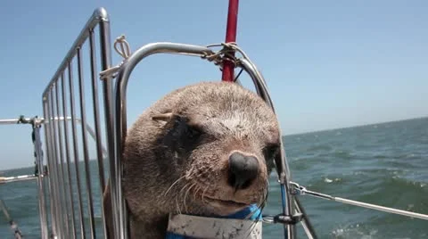 Seal sitting on a boat Stock Footage 12709786