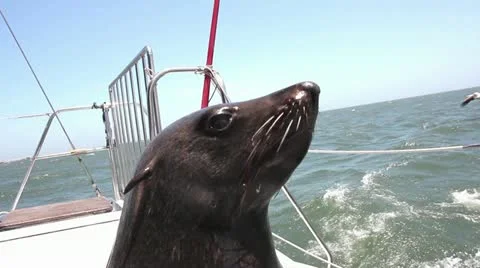Seal sitting on a boat Video stock 14838475