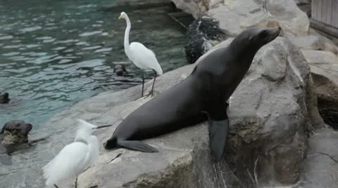 Seal sitting on a rock 動画素材 10562955