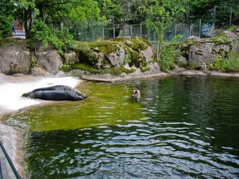 Seal in Skansen Stock Photos