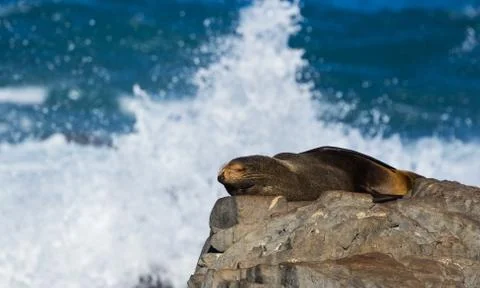Seal sleeping Stock Photos
