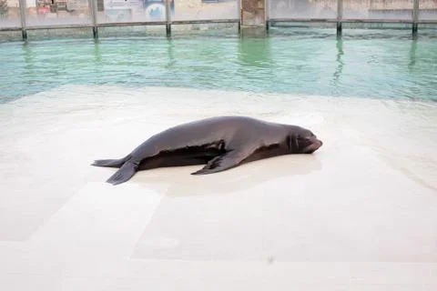 Seal sleeping Stock Photos