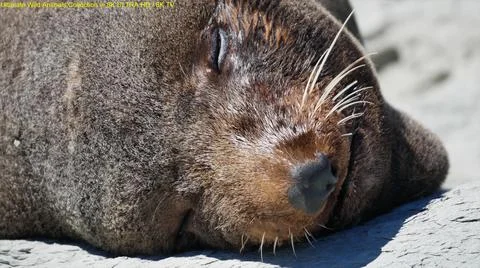 THE SEAL IS SLEEPING Stock Photos