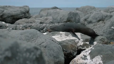 Seal sleeping on rocks by the ocean Stock Footage 140611145