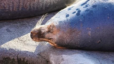 Seal sleeping under the sun Stock Photos