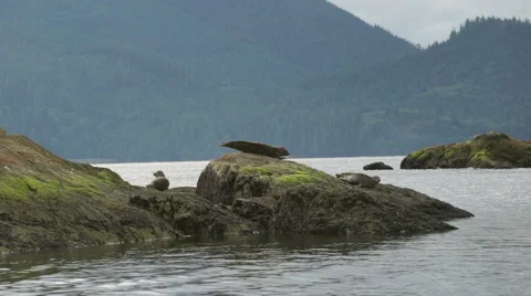 Seal Sliding off Rocks 01 24fps 1080p Stock Footage 55112073