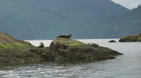 Seal Sliding off Rocks 01 60fps 1080p Stock Footage 55113235