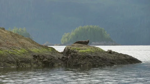 Seal Sliding off Rocks 01 60fps SLOWED to 24fps 1080p Stock Footage 55121031