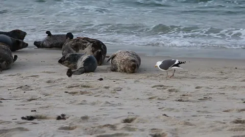 Seal Snap at Bird 2 Stock Footage 5742308