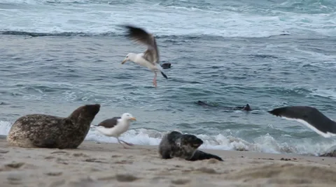 Seal Snap at Bird Edit Stock Footage 5742886