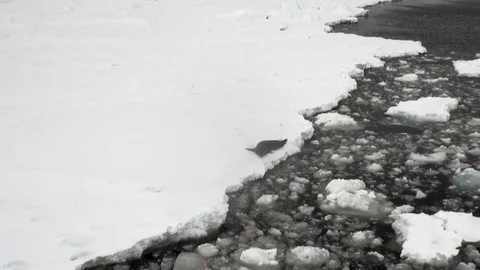 Seal on snow coastline in ocean of Antarctica. Stock Footage