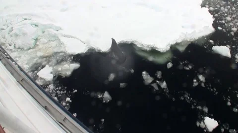 Seal on snow coastline in ocean of Antarctica. Stock Footage