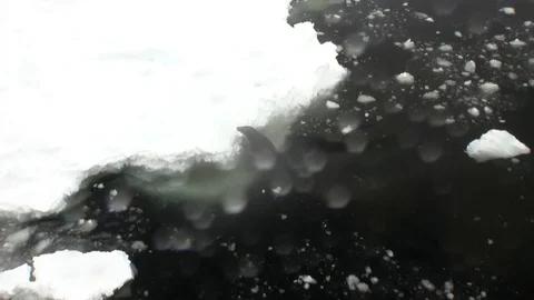Seal on snow coastline in ocean of Antarctica. Stock Footage