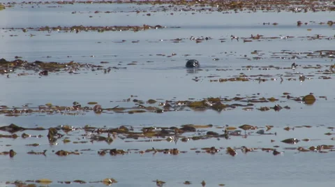 Seal Southeast Alaska Stock Footage 48238782
