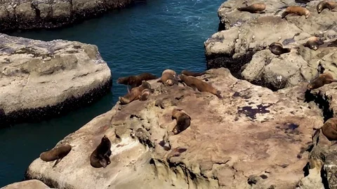 A seal splasing into the water. Stock Footage 107300202