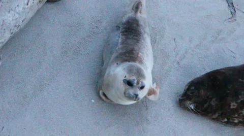 Seal Squirm Stock Footage 5797420