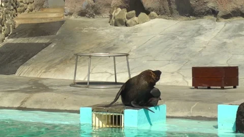 The seal on the stand in the pool shows the show. A trained seal stands on a Stock Footage 209352022