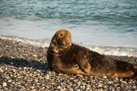 A seal on a stone beach Foto stock