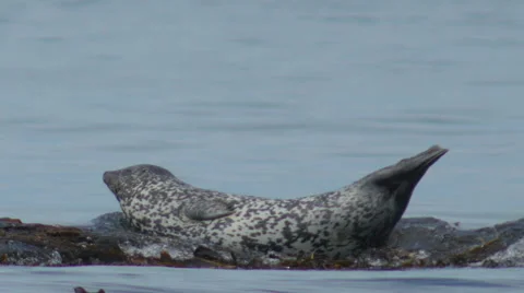 Seal on a stone at the ocean Stock Footage 54899295