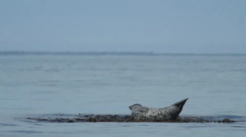 Seal on a stone at the ocean slow motion 스톡 동영상 54899057