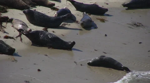 Seal stretches 2 Stock Footage 31993320