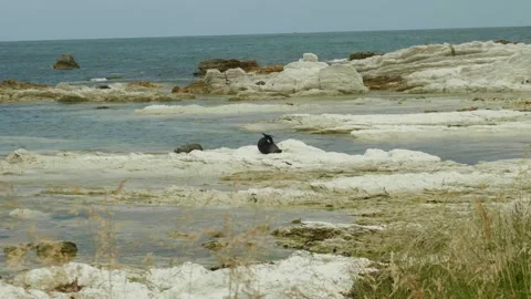 Seal Stretching Видео 260850421