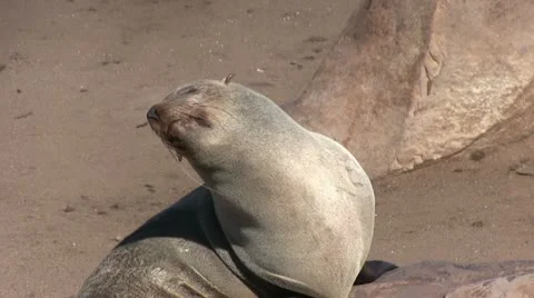 Seal in the sun (2) Stock Footage 12147439