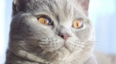 Seal sun blinds 库存影片 45587989