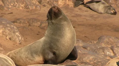 Seal in the sun Stock Footage 12147462