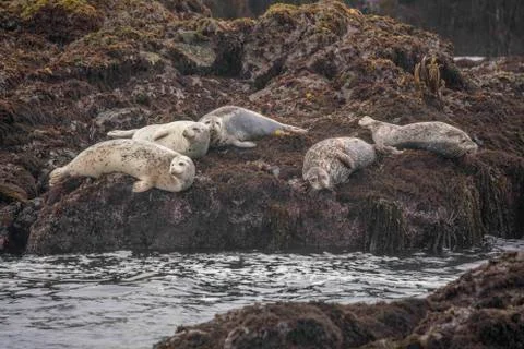 Seal Sunbathing Stock Photos