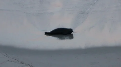 Seal in Surf Alone Stock Footage 5741849