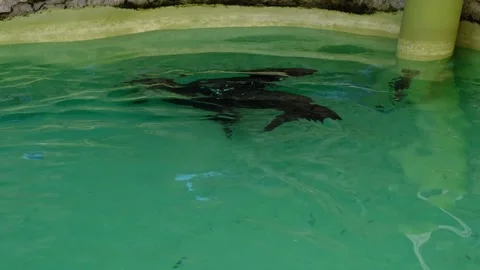 A seal swimming and diving in clear green water inside a zoo pool. Concept of Stock Footage 325790985