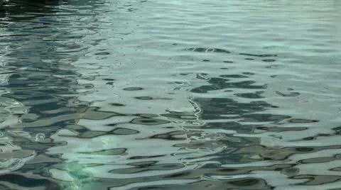 Seal swimming Video stock 11864576