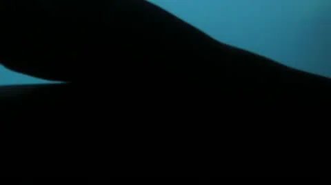 Seal Swimming By Stock Footage 21374898
