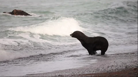 Seal Swimming Stock Footage 46701947