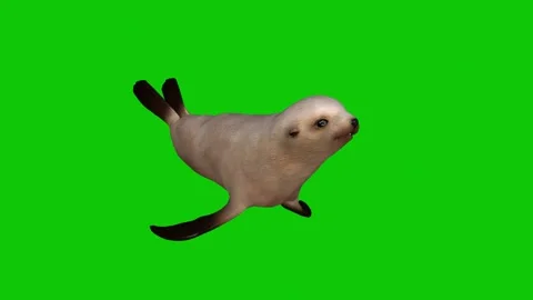 Seal Swimming Green Screen Animation (1) | Stock Video | Pond5