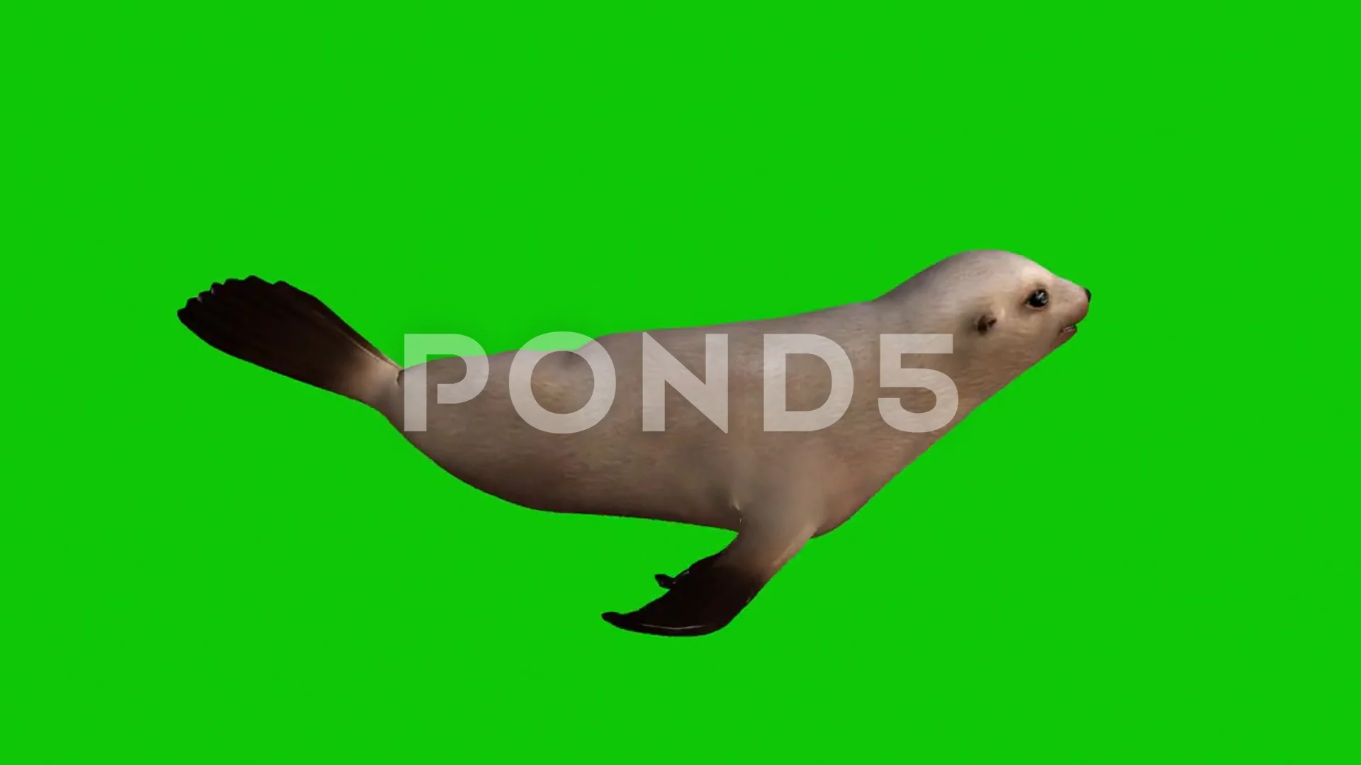 Seal Swimming Green Screen Animation (2) | Stock Video | Pond5