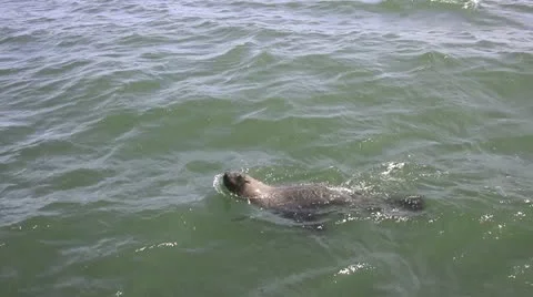 Seal swimming ocean Stock Footage 12701024