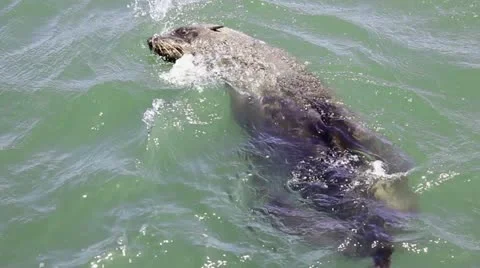 Seal swimming ocean Stock Footage 12701100