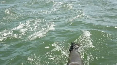 Seal swimming ocean Stock Footage 14838099