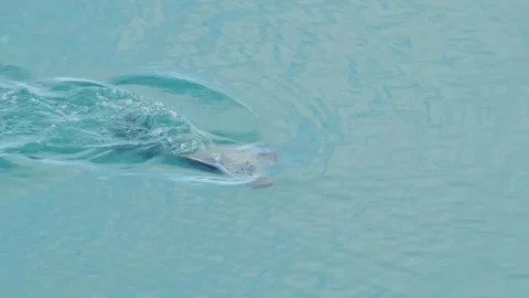 Seal Swimming in the Ocean 스톡 동영상 320509926