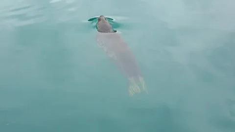 Seal swimming in the pool Stock Footage 271347104