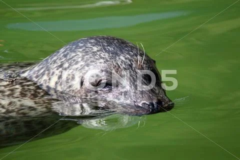Seal swimming portrait wildlife scene Stock Photos